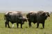 201001_Serengeti_10