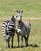 201001_Serengeti_11