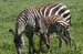 201001_Serengeti_12