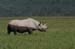 201001_Serengeti_15