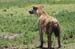 201001_Serengeti_21