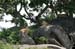 201001_Serengeti_22