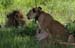 201001_Serengeti_23