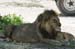 201001_Serengeti_24