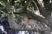 201001_Serengeti_27