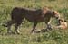 201001_Serengeti_28