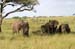 201001_Serengeti_29