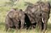 201001_Serengeti_30