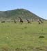 201001_Serengeti_33