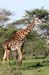 201001_Serengeti_34