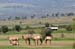 201001_Serengeti_35