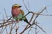 201001_Serengeti_36