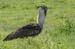 201001_Serengeti_37