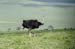 201001_Serengeti_38