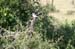 201001_Serengeti_39