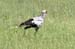201001_Serengeti_40