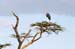 201001_Serengeti_42