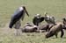 201001_Serengeti_43