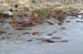 201001_Serengeti_44