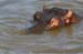 201001_Serengeti_45