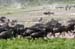 201001_Serengeti_48