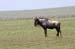 201001_Serengeti_49