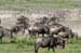 201001_Serengeti_50