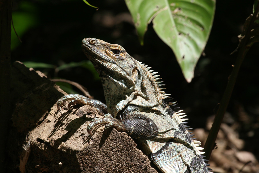 201003_Costa_Rica__33
