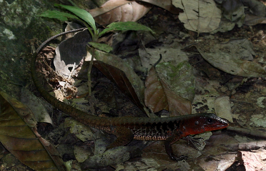 201003_Costa_Rica__43