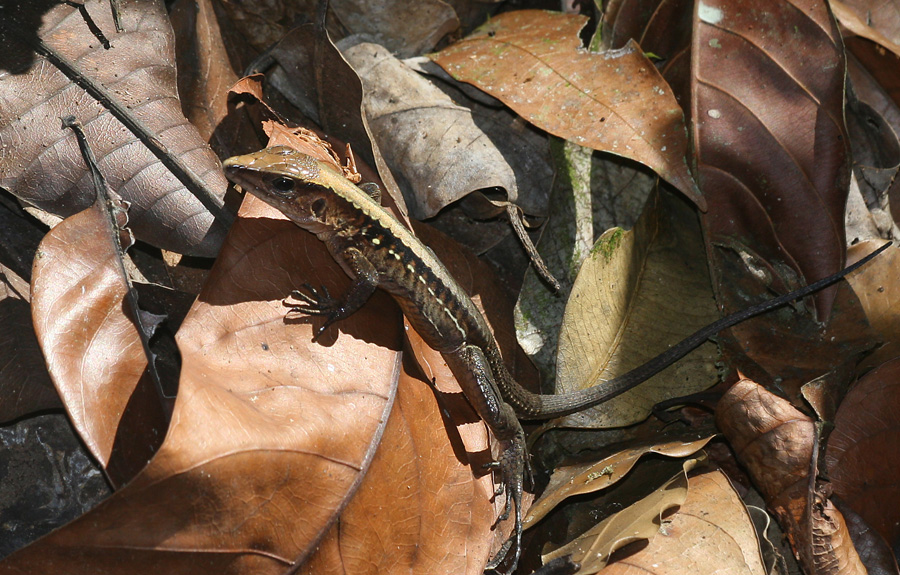 201003_Costa_Rica__44
