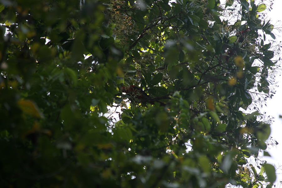 201003_Costa_Rica__45