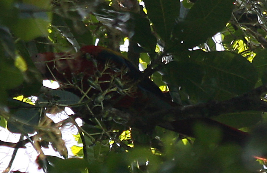 201003_Costa_Rica__46