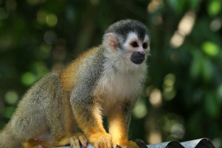 201003_Costa_Rica__52