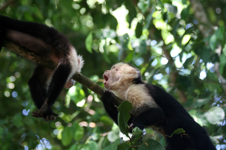 201003_Costa_Rica__60