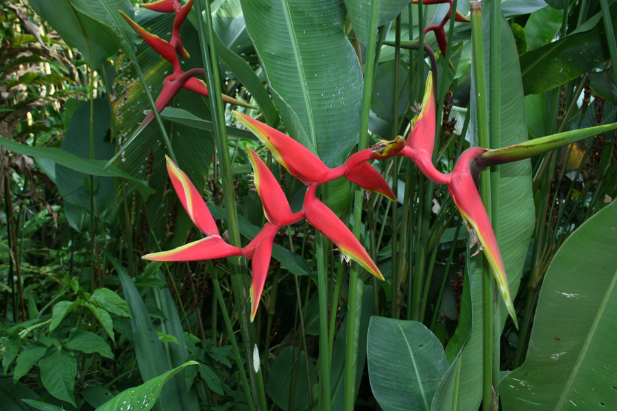 201003_Costa_Rica__73