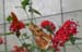 201003_Costa_Rica__12