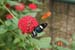 201003_Costa_Rica__15