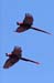 201003_Costa_Rica__48