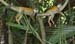 201003_Costa_Rica__53