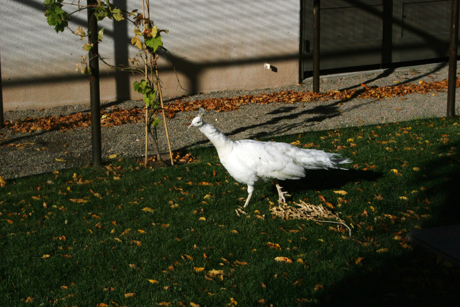 20111017_110