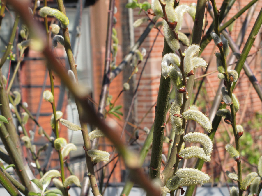 201204_New_York_311